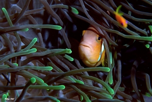 Maldives 2021 - Poisson-clown des Maldives - Maldives anemonefish - Amphiprion nigripes - DSC00467_rc